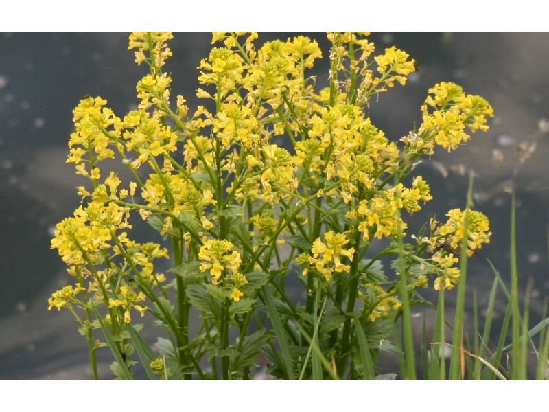 Yellow Rocket Cress, Shade-loving Plants for Wet Areas Zone 6