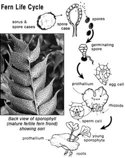 fern life cycle 