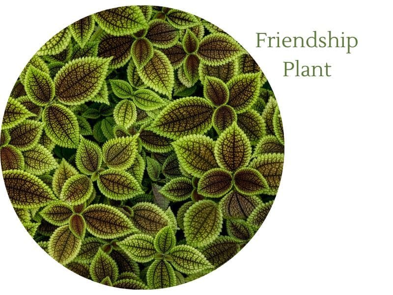 friendship plant, Pilea Pan Am 