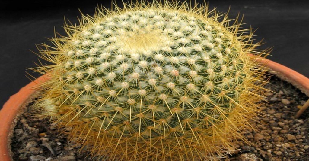 mammillaria, Bristle Brush Cactus
