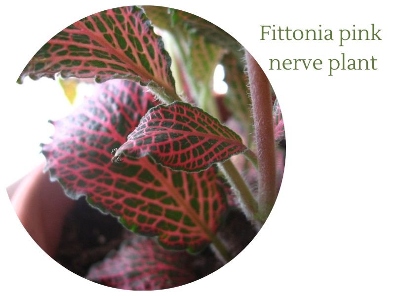 Fittonia argyroneura 'Frankie' (pink nerve plant)