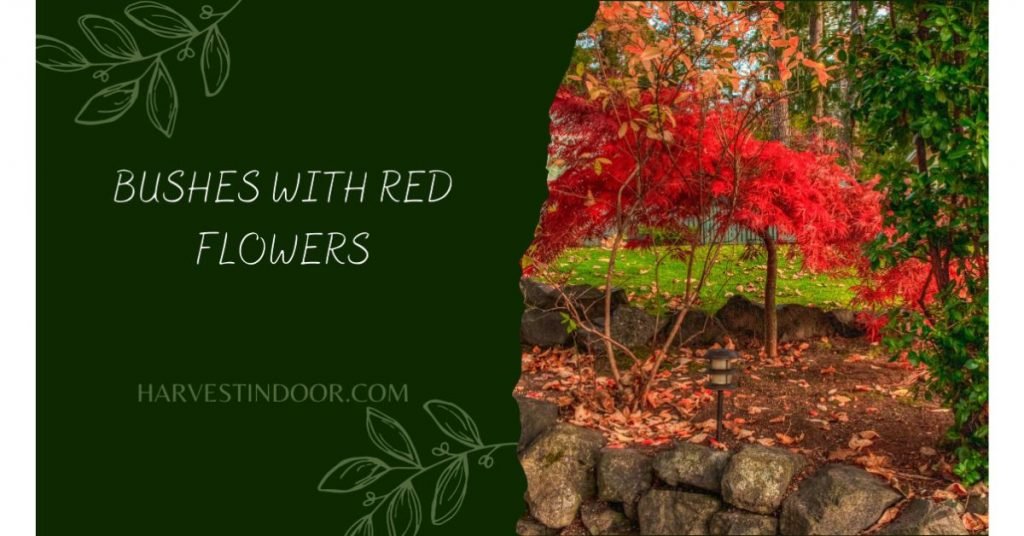 Bushes with Red Flowers