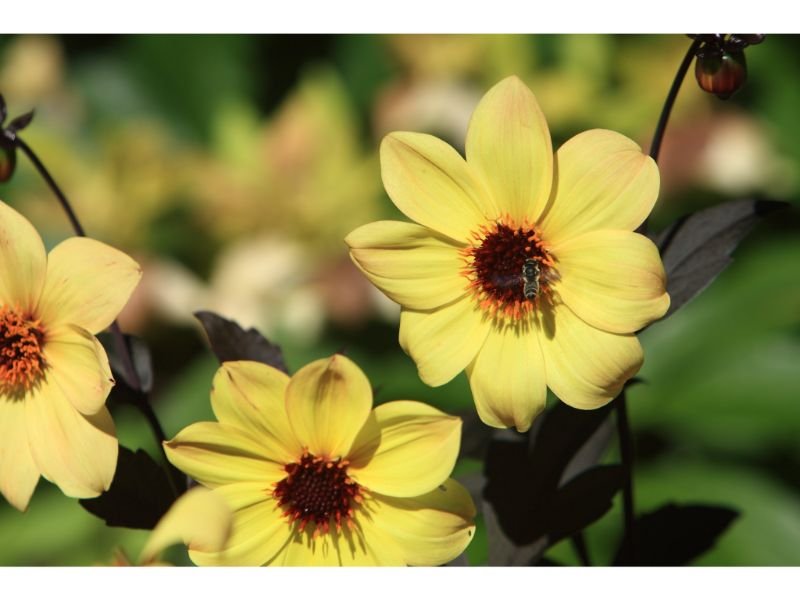 Dahlia 'Mystic Illusion, yellow petals, dark center, circle flower