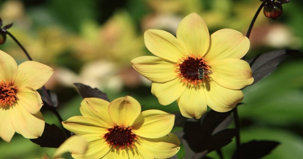 Yellow Flowers with Black Centers