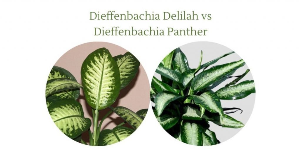 Dieffenbachia Delilah vs Dieffenbachia Panther