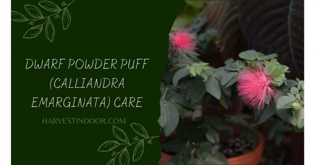 Dwarf Powder Puff (Calliandra emarginata)