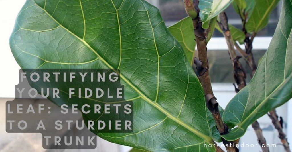 Fortifying Your Fiddle Leaf Secrets to a Sturdier Trunk