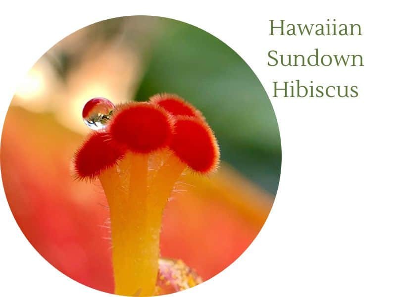 Hawaiian Sundown Hibiscus