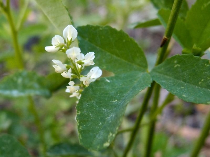 Plants with Clover Leaves and White Flowers