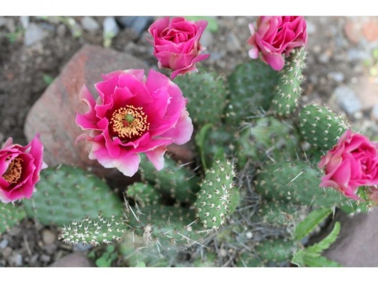 Comprehensive Guide To Caring For Opuntia Snow Cactus Harvest Indoor