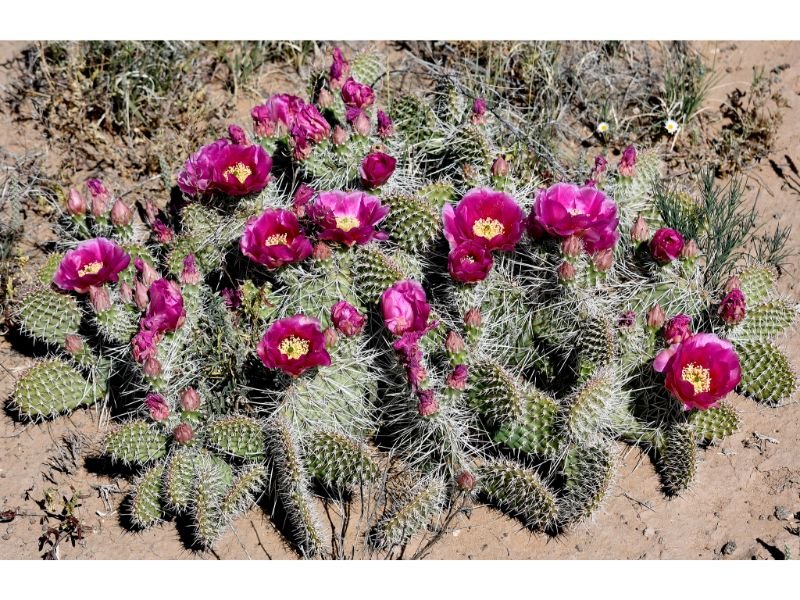 Opuntia Snow Cactus