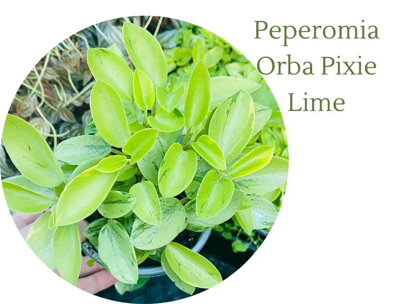 Peperomia Orba Pixie Lime