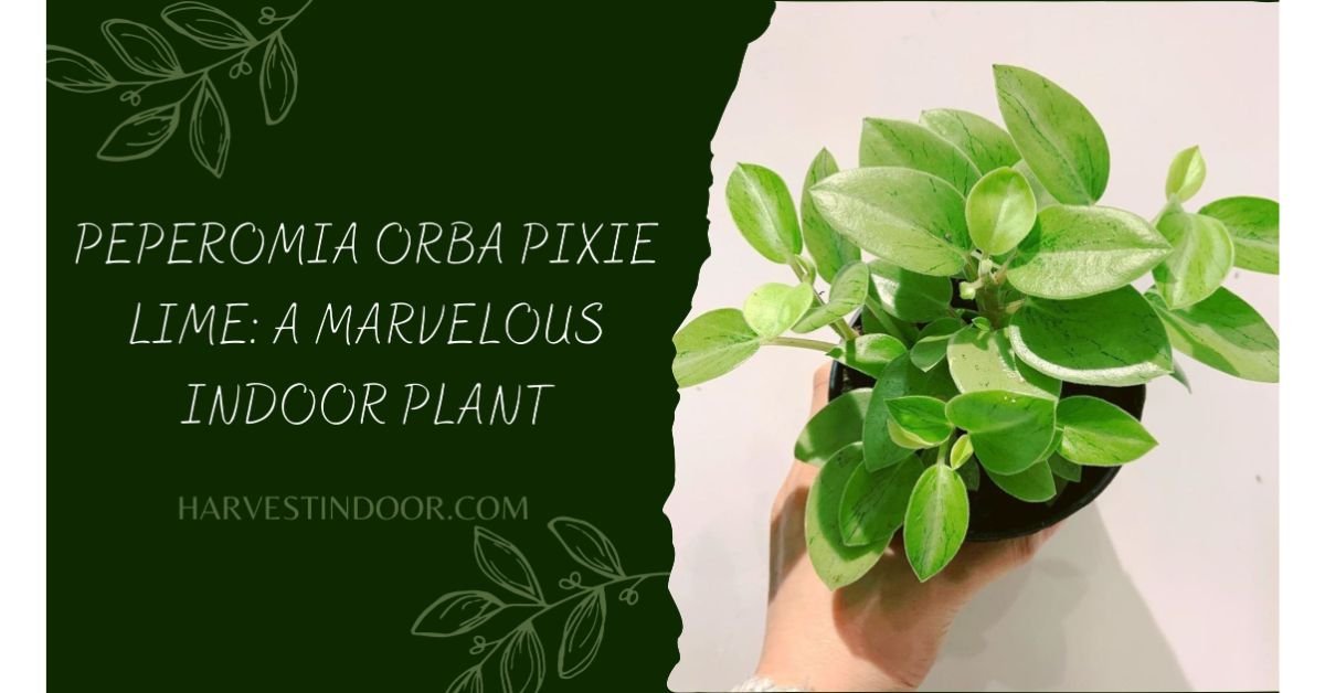 Peperomia Orba Pixie Lime: A Marvelous Indoor Plant - Harvest Indoor