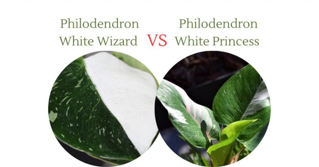 Philodendron White Wizard vs White Princess