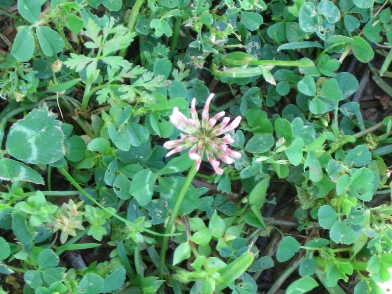  Pink Clover (Trifolium incarnatum)