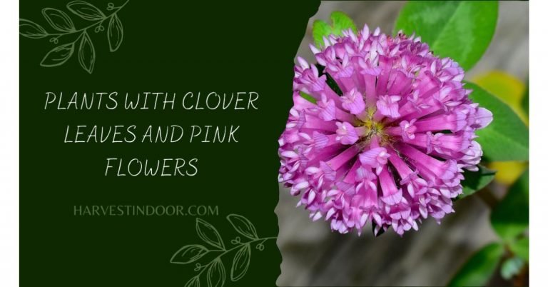 Plants with Clover Leaves and Pink Flowers