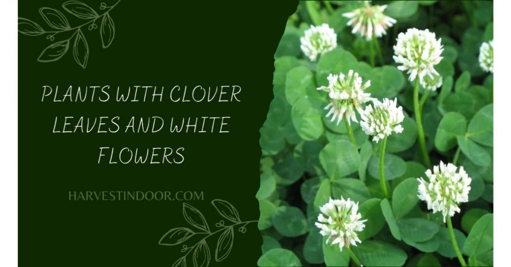 Plants with Clover Leaves and White Flowers