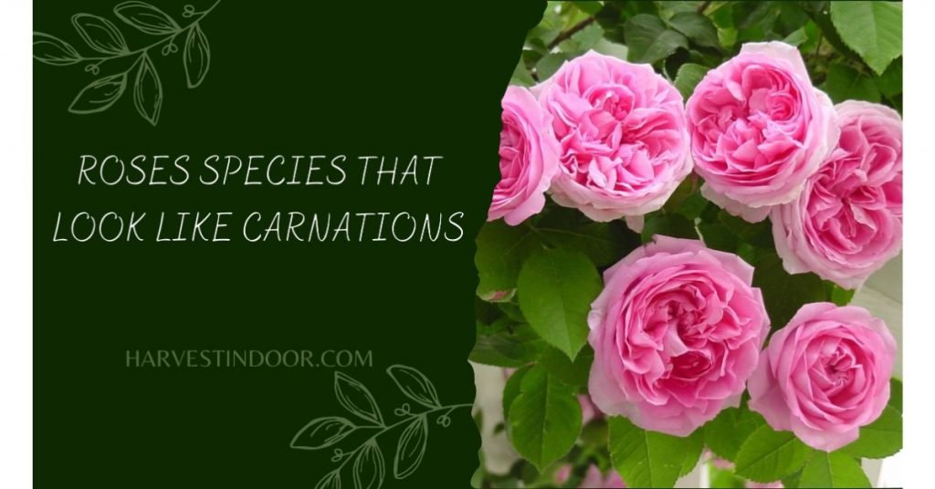 Roses Species That Look Like Carnations