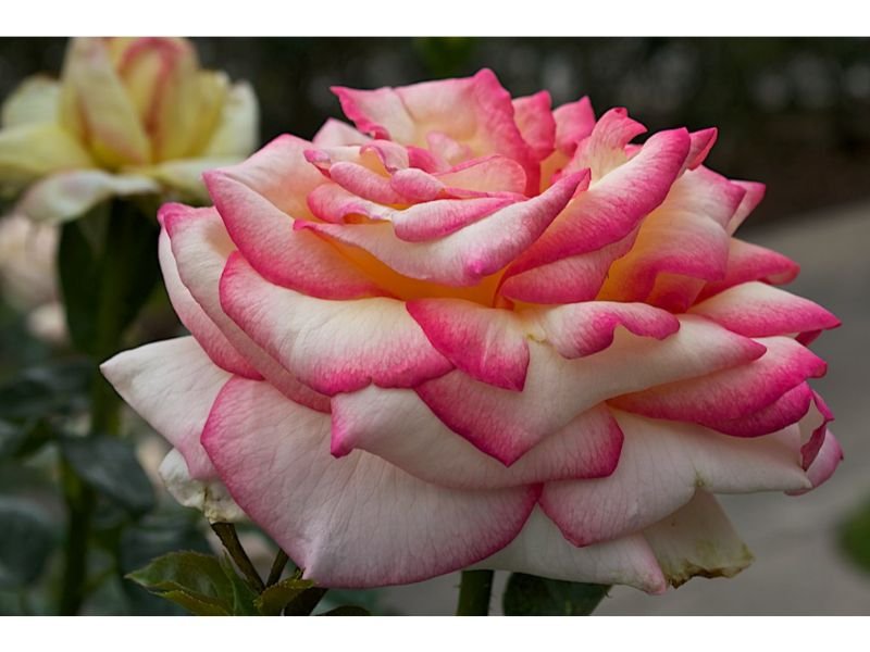 Ruffled Rose that look like carnations 