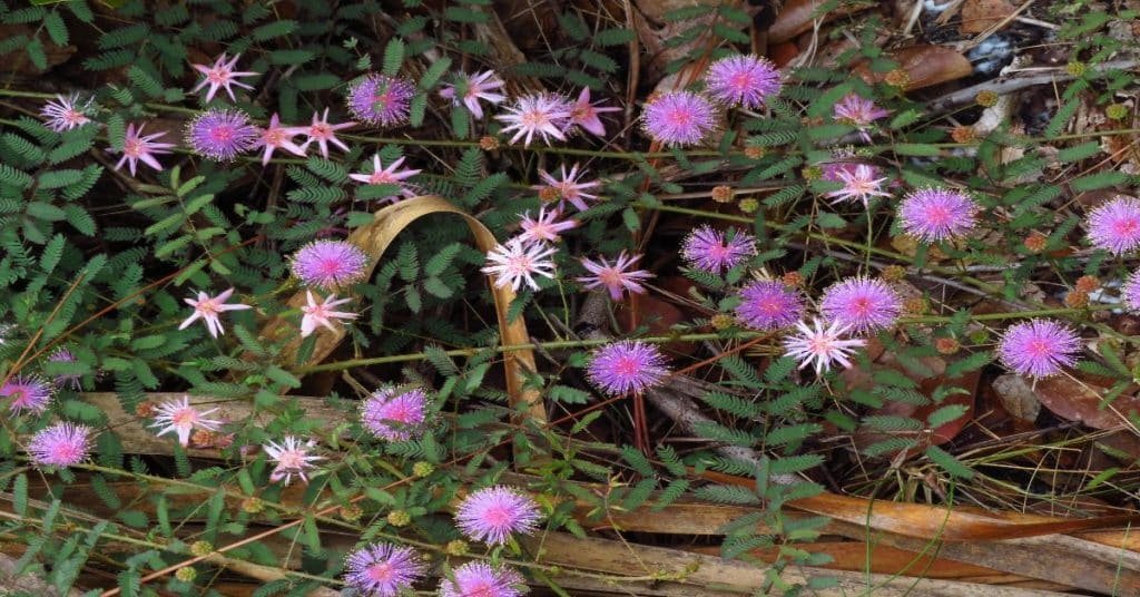 The Silky Powder Puff (Mimosa strigillosa) Care: A Guide to Keeping Your Plant Healthy