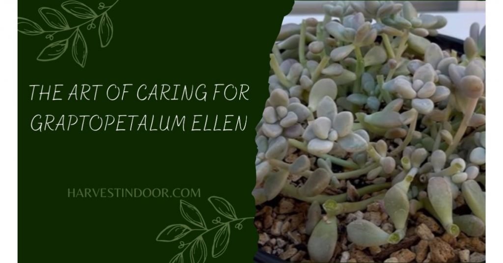 The Art of Caring for Graptopetalum Ellen
