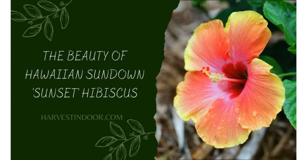 The Beauty of Hawaiian Sundown Hibiscus