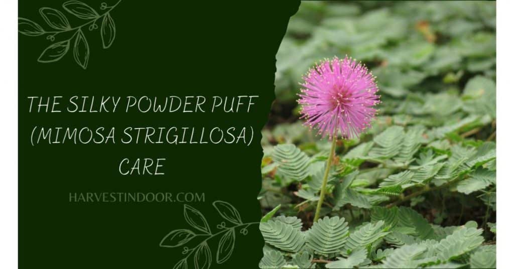 The Silky Powder Puff (Mimosa strigillosa) Care