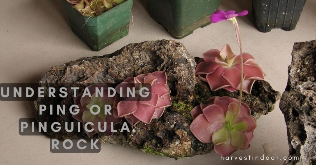 Understanding Ping or Pinguicula Rock