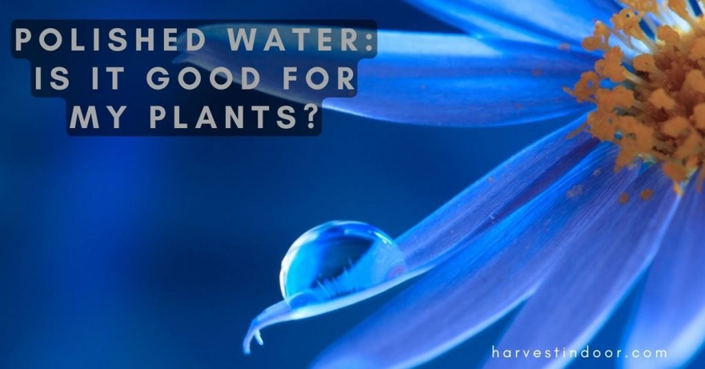Polished Water: Is It Good for My Plants?