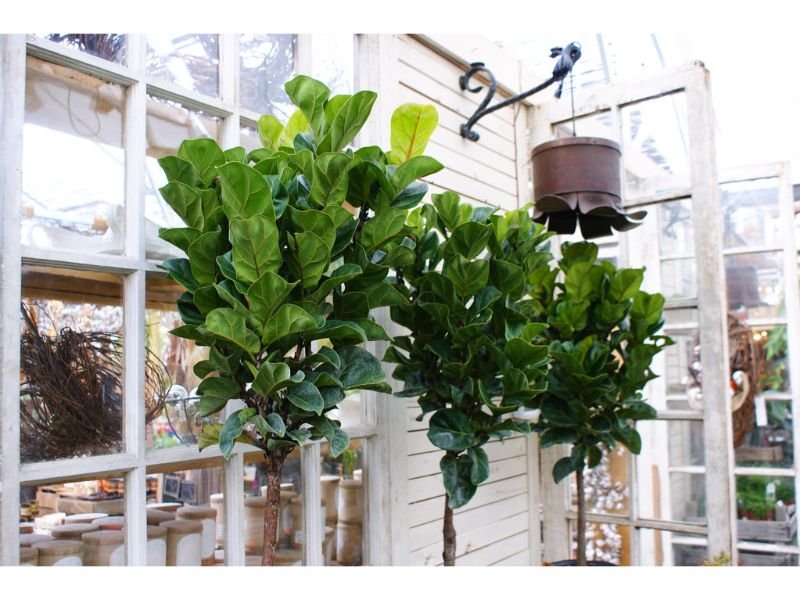 thick trunk fiddle fig