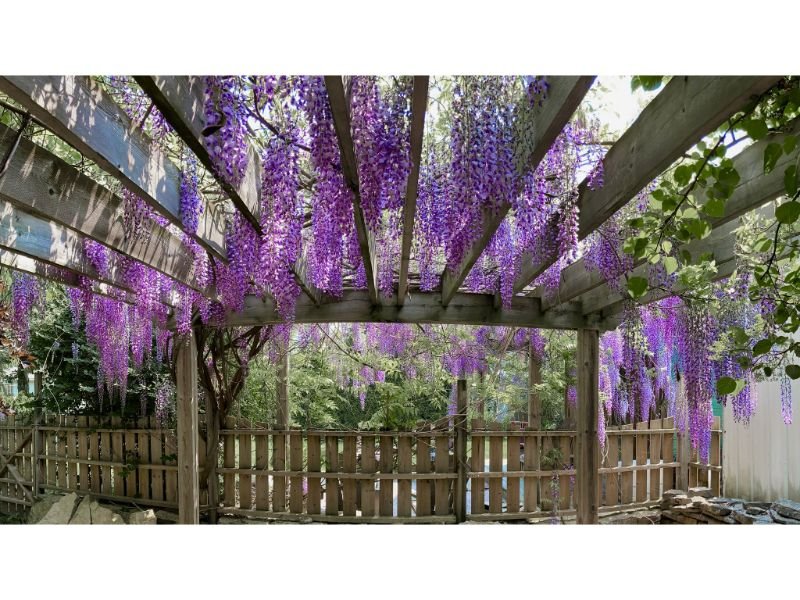 wisteria indoors best location