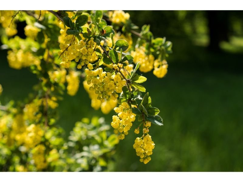 Barberry, yellow flowering shrubs 