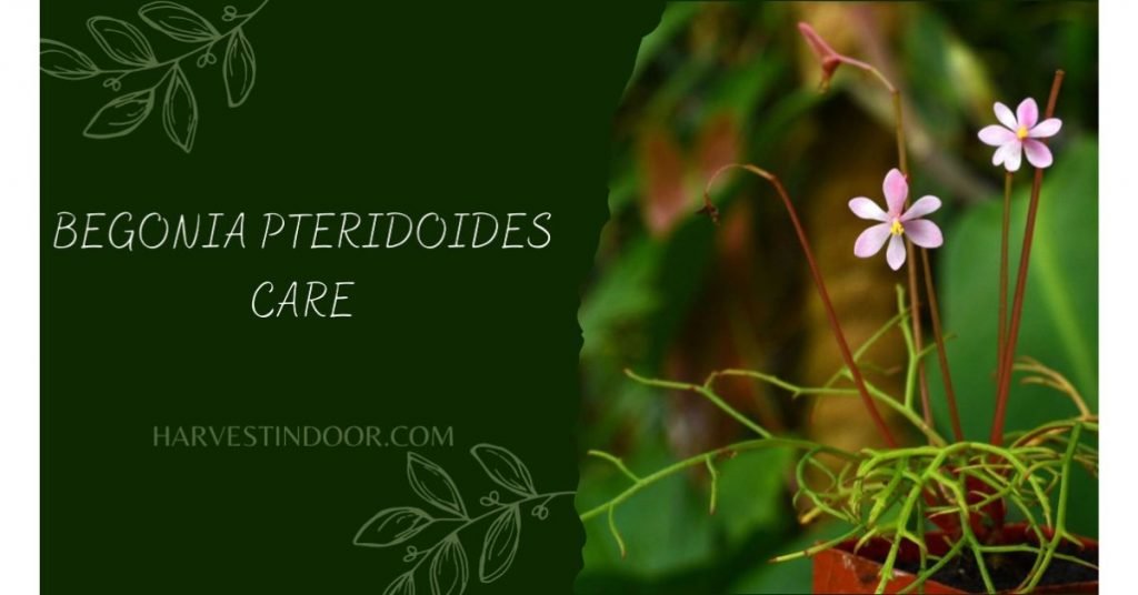 Begonia Pteridoides