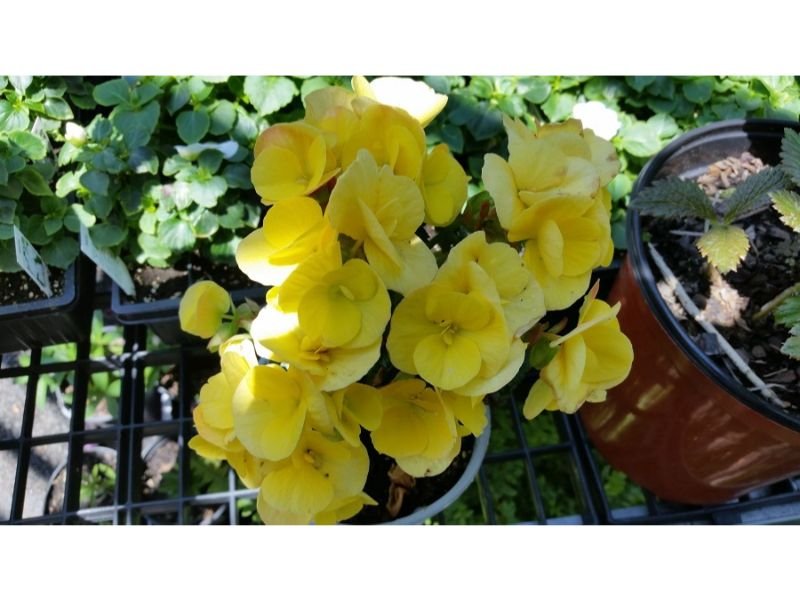 yellow Begonias containers 