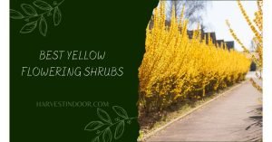 Best Yellow Flowering Shrubs