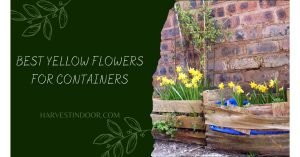 Best Yellow Flowers for Containers