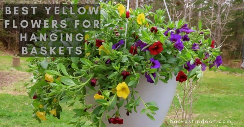 Best Yellow Flowers for Hanging Baskets