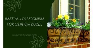 Best Yellow Flowers for Window Boxes