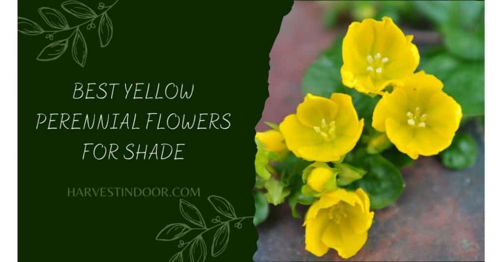 Best Yellow Perennial Flowers for Shade