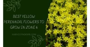 Best Yellow Perennial Flowers to Grow in Zone 6