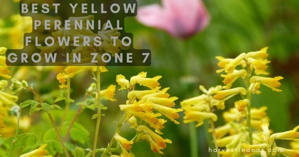 Best Yellow Perennial Flowers to Grow in Zone 7