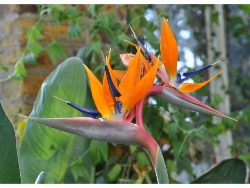 Bird of Paradise with Double Flowers