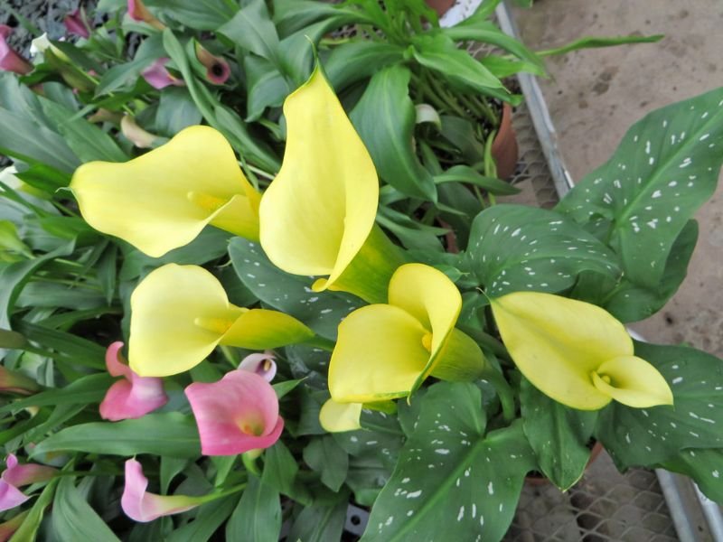 Calla Lilies, yellow flower, window boxes plants