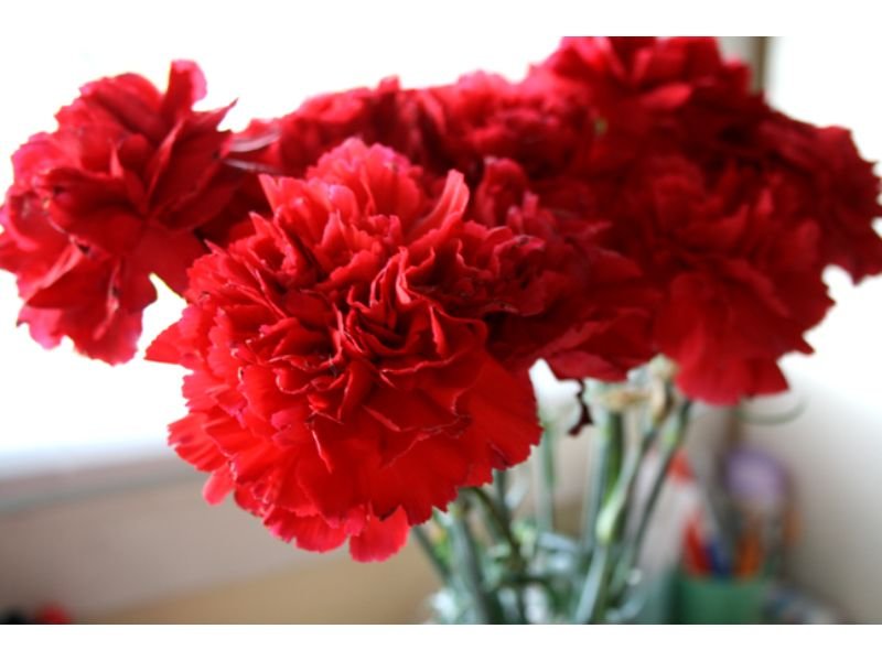red Carnations bouquets 