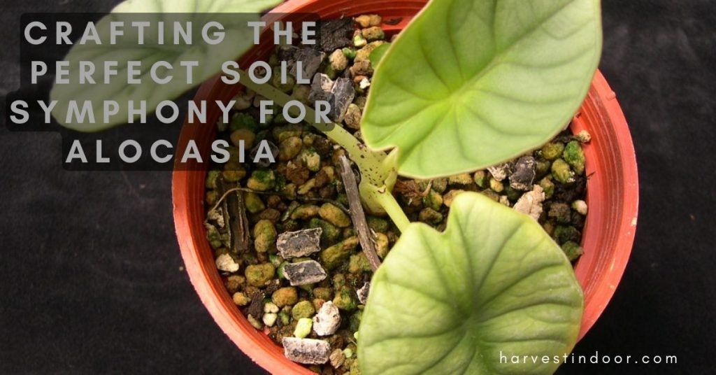 Crafting the Perfect Soil Symphony for Alocasia