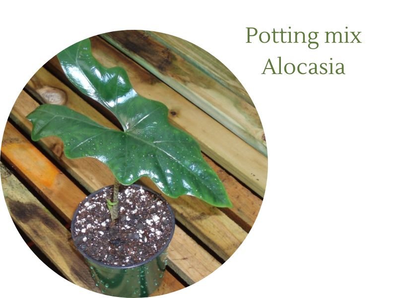potting mix Alocasia