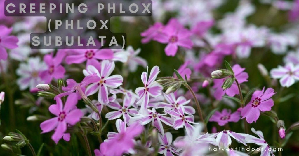 Creeping phlox (Phlox subulata), perennial, shallow root, flower, pink, white, shallow roots perennials