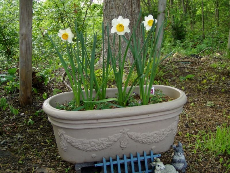 Daffodils containers 