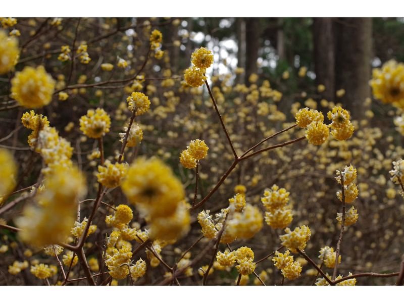 Edgeworthia chrysantha, shrubs, yellow flower
