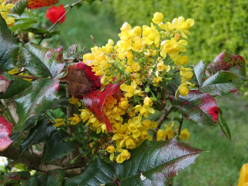 Grape Holly, yellow shrubs flower 